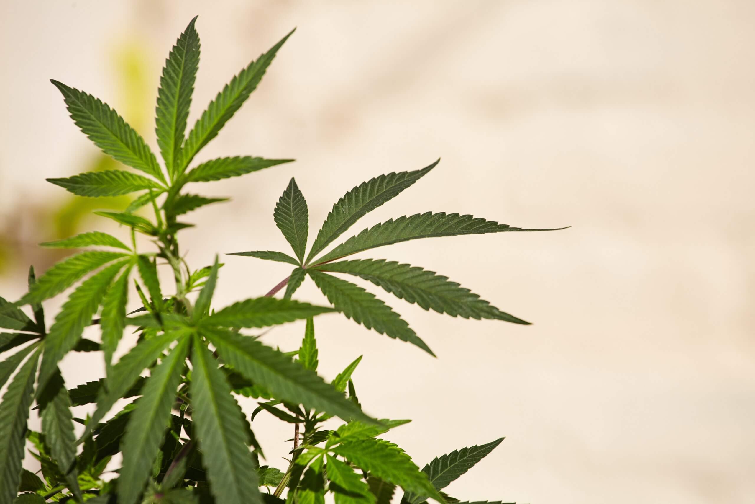 Marijuana plants thriving in a garden setting against a clean white wall backdrop